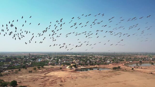Demoiselle crane flock flying over desert landscape near Khichan, Rajasthan, highlighting migratory birds and natural habitat in India.