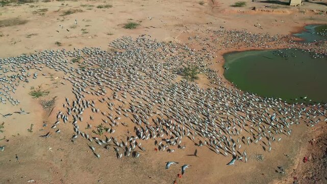 Aerial view of Demoiselle crane flock at Khichan village near Phalodi, Rajasthan, showing migratory birds resting around desert water pond habitat.