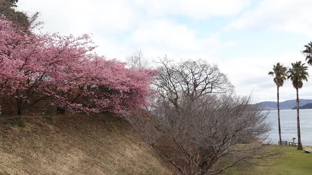 愛媛県今治市大角海浜公園の2026年2月末の満開の河津桜と広い空。