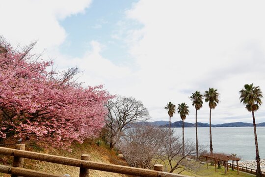 愛媛県今治市大角海浜公園の2026年2月末の満開の河津桜と広い空。