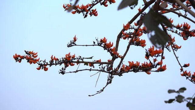 4K low angle view of red palash flowers blooming on tree branches against clear sky