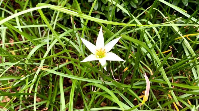 Zephyranthes (Fairy lily or rainflower or zephyr lily) with green leaves on background. Parts of Zephyranthes, such as bulbs and leaves, are used in traditional medicine.
