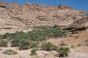 Oasis with lush date palms beneath towering limestone cliffs at Wadi Suneik, Oman, a small green valley with water pool contrasting with the surrounding arid desert landscape.