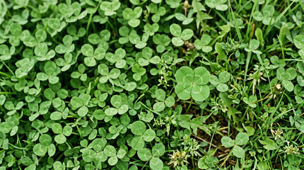 Obraz premium Dense ground-level view of bright green clover leaves with one prominent four-leaf clover visible