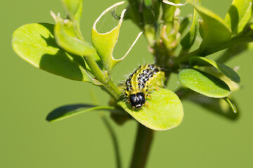 Caterpillar of the box tree moth