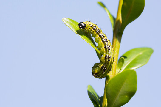 Caterpillar of the box tree moth