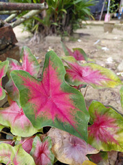 Vibrant Pink and Green Caladium Bicolor Leaves in an Outdoor Garden Setting