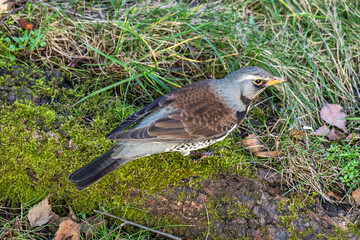 Fototapeta premium Fieldfare (Turdus pilaris), n the blurred background take bath at the forest waterhole
