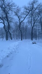 Fototapeta premium Snow-covered park bench beside a frosty winter footpath at twilight, surrounded by tall bare trees and thick blue mist