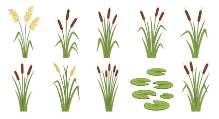 Collection of wetland plants including cattails reeds and lily pads © SERINA AKTHER