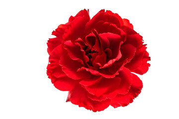 red rose isolated on white