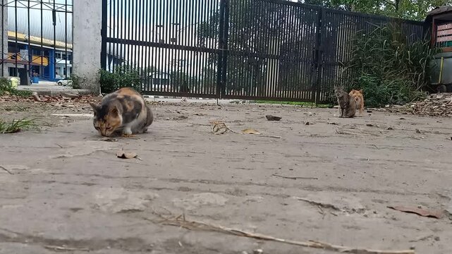 Low angle outdoor footage of a calico stray cat eating on concrete pavement in early morning light. Two other cats stand in the background watching calmly without interfering. Natural urban animal beh