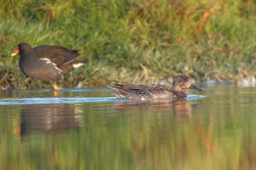 Fototapeta premium A Garganey (Spatula querquedula) glides across the water at Khawr Ad Dahariz, Oman, with a Common Moorhen in the background. Captured in soft morning light with lush green reflections.
