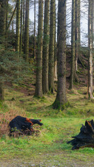 Tall evergreen trees and burnt stumps. Uprooted tree stumps in the middle of a coniferous forest © mikus