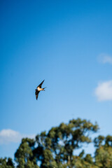 Swift barn swallow flying high in the clear blue summer sky © Anatoly