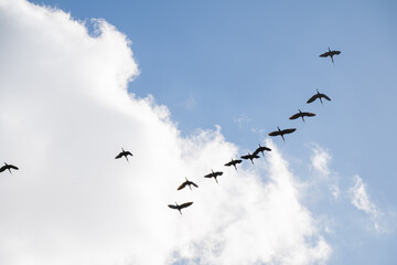 Fototapeta premium Flock of birds flying in V formation against a blue cloudy sky representing teamwork and migration