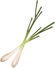 Fototapeta premium two fresh lemongrass