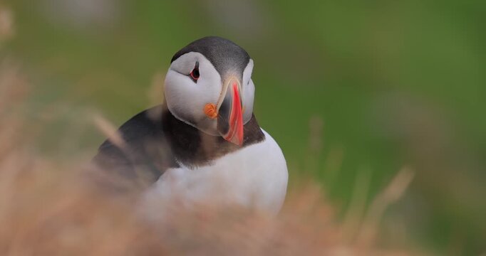 Atlantic puffin (Fratercula arctica), on the rock on the island of Runde (Norway).