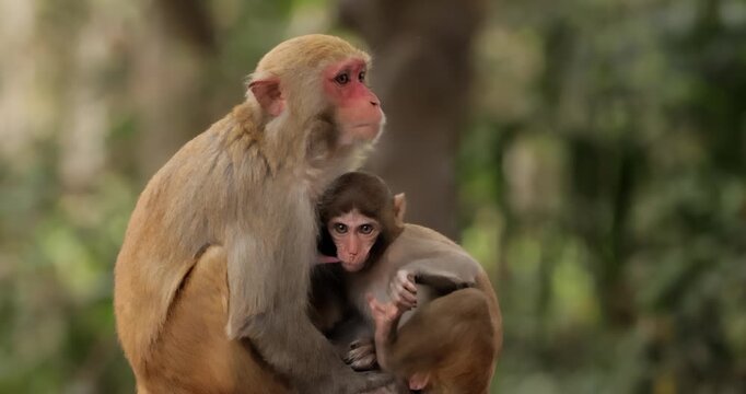 Macaques in nature. Macaques constitute a genus (Macaca) of gregarious monkeys. Macaques are found in a variety of habitats throughout the Asian continent and are highly adaptable.