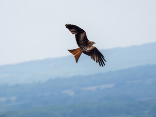 Obraz premium A Red Kite in Flight