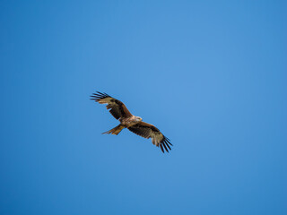 Obraz premium A Red Kite in Flight