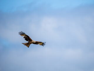 Obraz premium A Red Kite in Flight