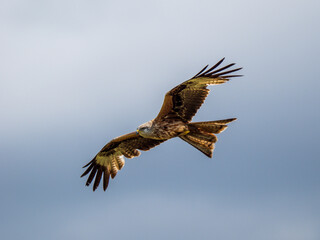 Fototapeta premium A Red Kite in Flight