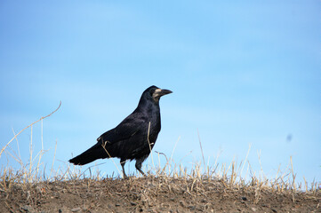 Obraz premium Rook on the ground.