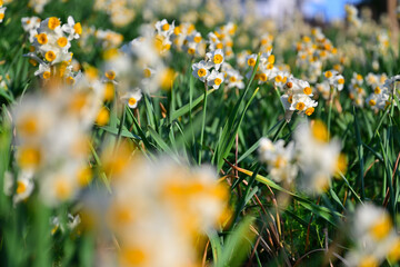 早春の公園に咲く水仙