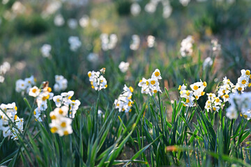 早春の公園に咲く水仙