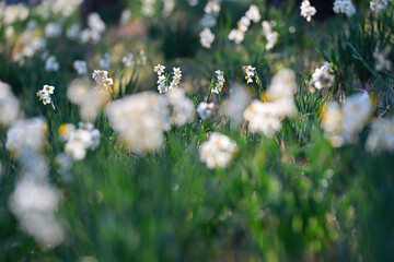 早春の公園に咲く水仙