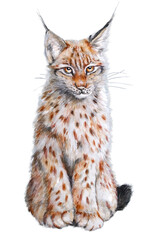 eurasianlynx traditional art watercolor lynx © johnesorge