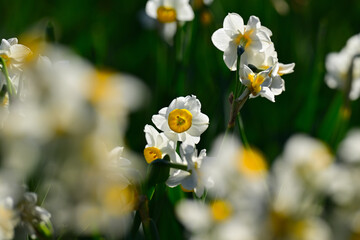 早春の公園に咲く水仙
