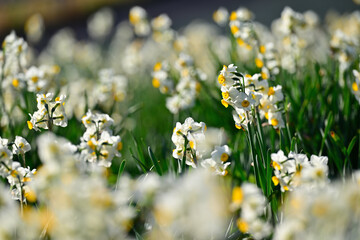 早春の公園に咲く水仙