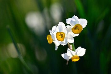 早春の公園に咲く水仙