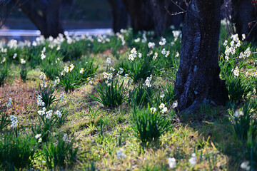 早春の公園に咲く水仙