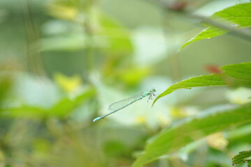 生物　自然　虫　風景　羽