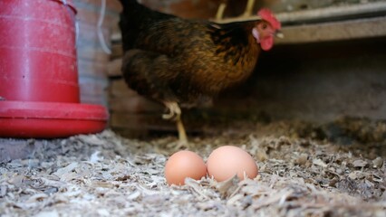 Freshly laid organic brown eggs resting on wood shavings in a chicken coop, with a live domestic hen in the background, representing natural farming and healthy food production © DawDunia