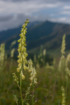 Yellow Aconite (Wolfsbane) in Altai Mountains. Poisonous Plant of Siberia