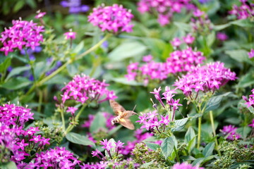 Obraz premium 鮮やかなピンクのペンタスが咲き誇る庭で蜜を吸うオオスカシバのクローズアップ自然写真