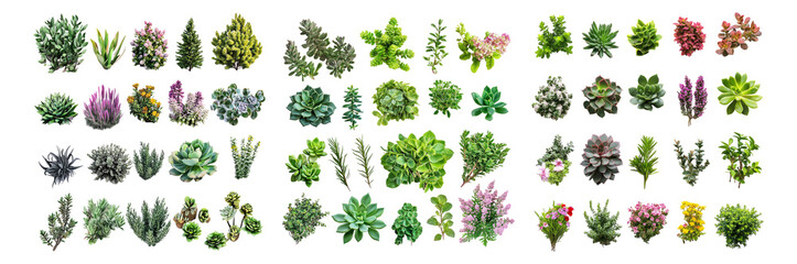 Obraz premium Diverse Succulent Collection for Gardening and Home Decor Inspiration, Isolated on Transparent, white background