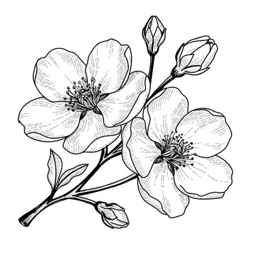 black and white floral background. A branch of a blossoming cherry tree
