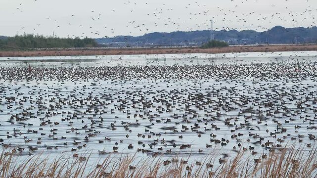 飛び立つ印旛沼のトモエガモ等の群れ (音声あり)