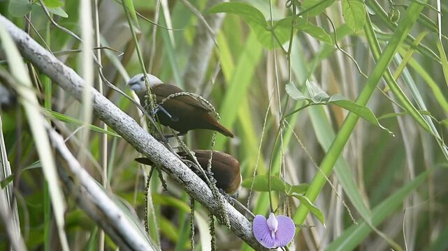 A small munia perched on wild grass seeds in a lush green natural background. The bird features a pale white head, chestnut brown wings, and a thick bluish bill, captured in soft natural light 