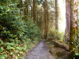 Obraz premium Forest path winding through tall trees with bright sun illuminating the green foliage in a peaceful woodland.