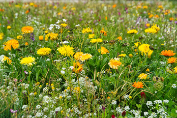 Bunte Blumenwiese
