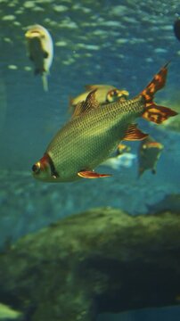 Silver Prochilodus Side View. Prochilodontidae Or Flannel-mouthed Characins, Are Small Family Of Freshwater Fishes. Silver Prochilodus Swim In Ocean Aquarium