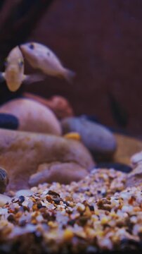 Orange Chromide Fast Float In Zoo Aquarium. Pseudetroplus Maculatus More Commonly Etroplus Maculatus Is Species Of Cichlid Fish That Is Endemic To Freshwater And Brackish Streams, Lagoons And