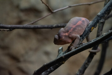 chameleon © StevenLeePhotograpy