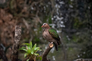 red billed hornbill © StevenLeePhotograpy